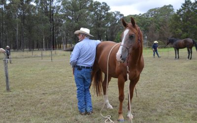 Horse training demystified!