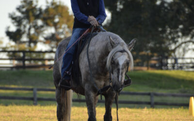 Your horse training barometer!