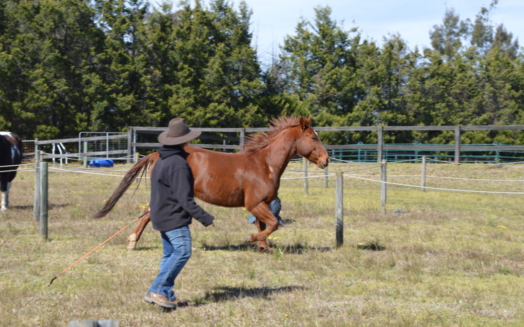 Liberty and Freestyle Riding Clinic March 8, 9 & 10